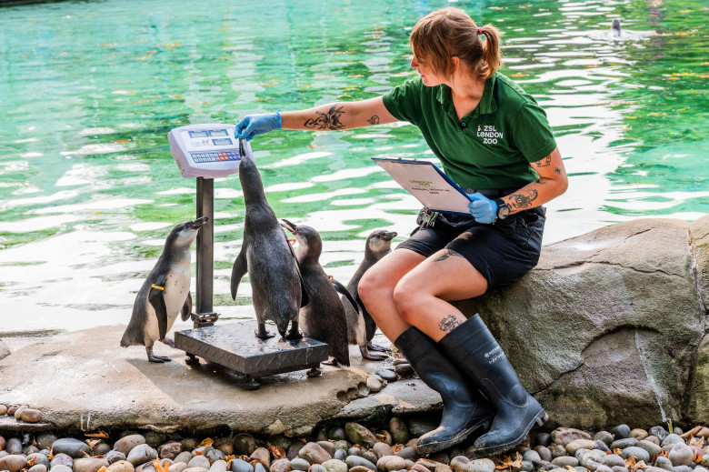 Animalele de la Gradina Zoologică din Londra sunt cântărite anual/ Profimedia