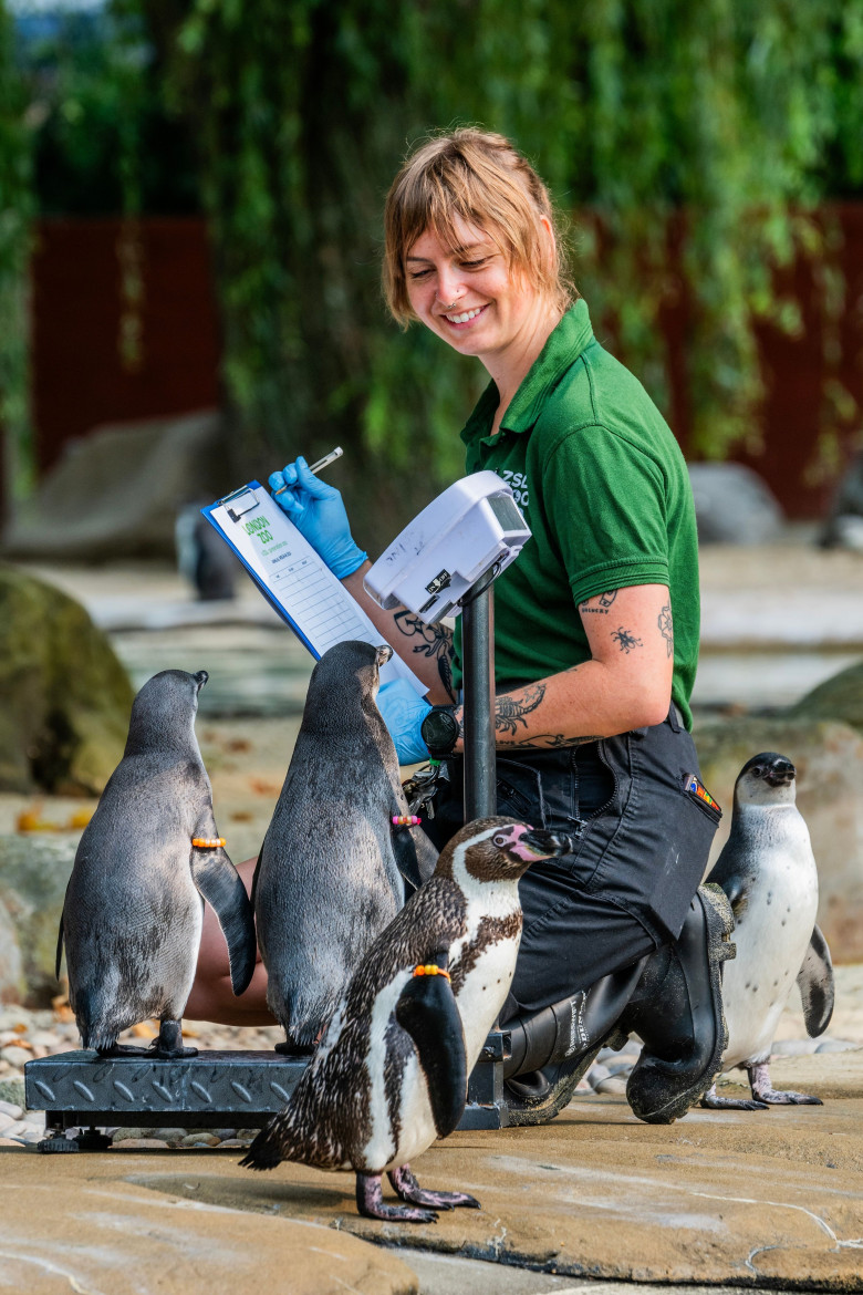 Animalele de la Gradina Zoologică din Londra sunt cântărite anual/ Profimedia