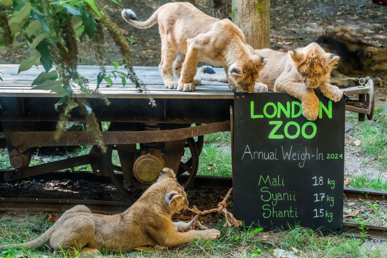 Animalele de la Gradina Zoologică din Londra sunt cântărite anual/ Profimedia