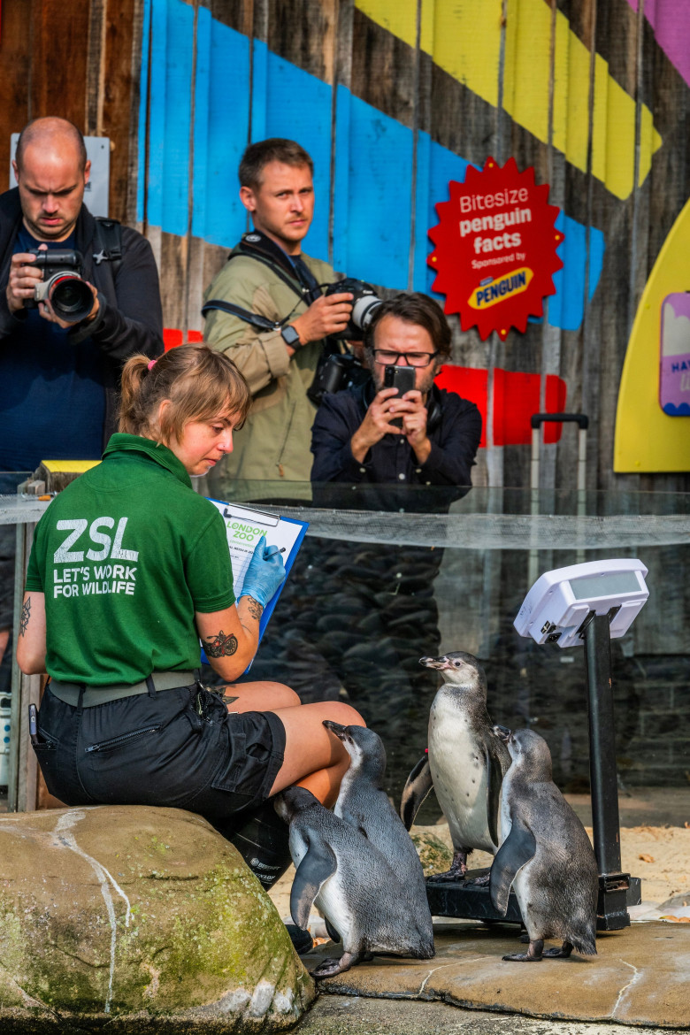 Animalele de la Gradina Zoologică din Londra sunt cântărite anual/ Profimedia