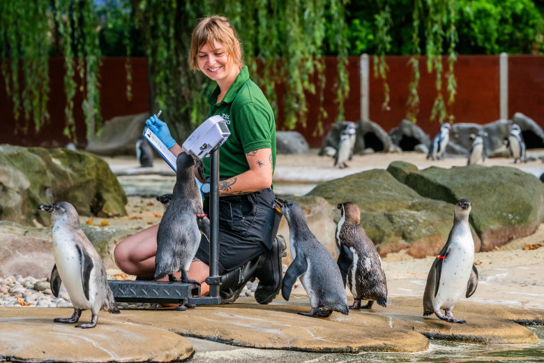 Animalele de la Gradina Zoologică din Londra sunt cântărite anual/ Profimedia