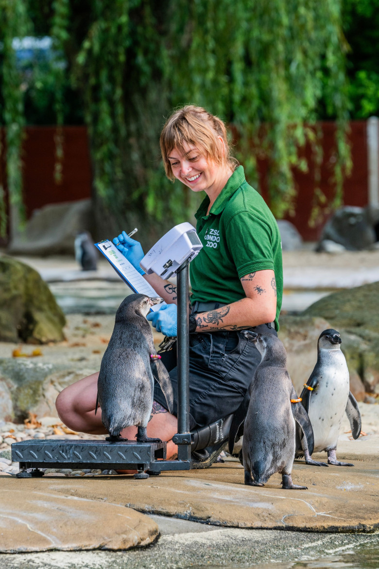 Animalele de la Gradina Zoologică din Londra sunt cântărite anual/ Profimedia