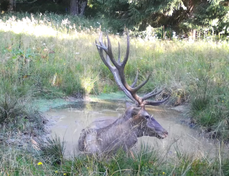 Imagini rare cu un cerb care se joacă în apă, surprinse în Parcul Natural Apuseni/ Foto: Captură video Facebook