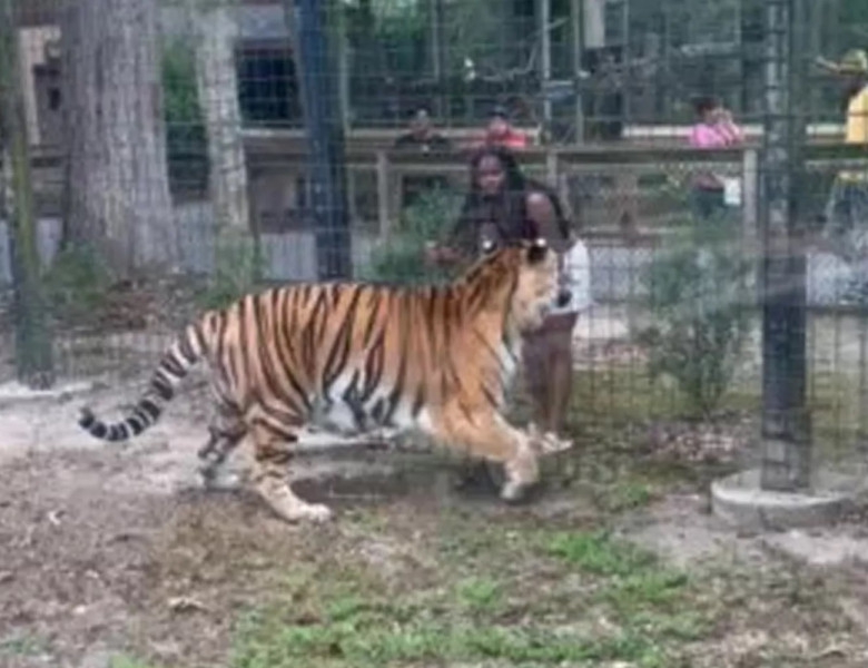 Momentul când o femeie încearcă să mângâie un tigru la Grădina Zoologică din Bridgeton/ Foto: Facebook