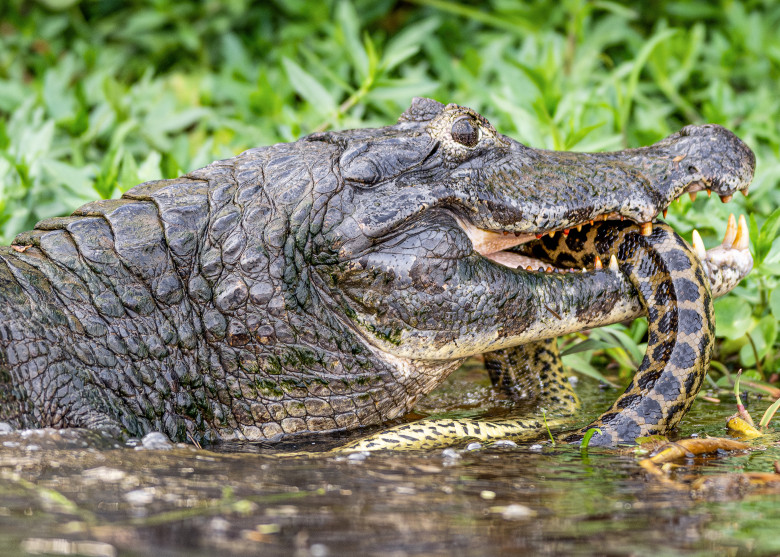 Luptă acerbă între un șarpe Boa și un crocodil/ Profimedia