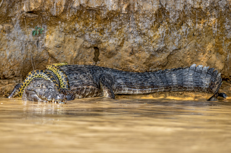 Luptă acerbă între un șarpe Boa și un crocodil/ Profimedia