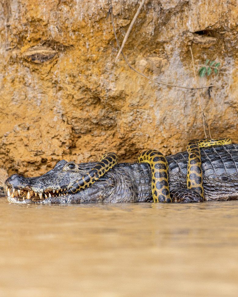 Luptă acerbă între un șarpe Boa și un crocodil/ Profimedia