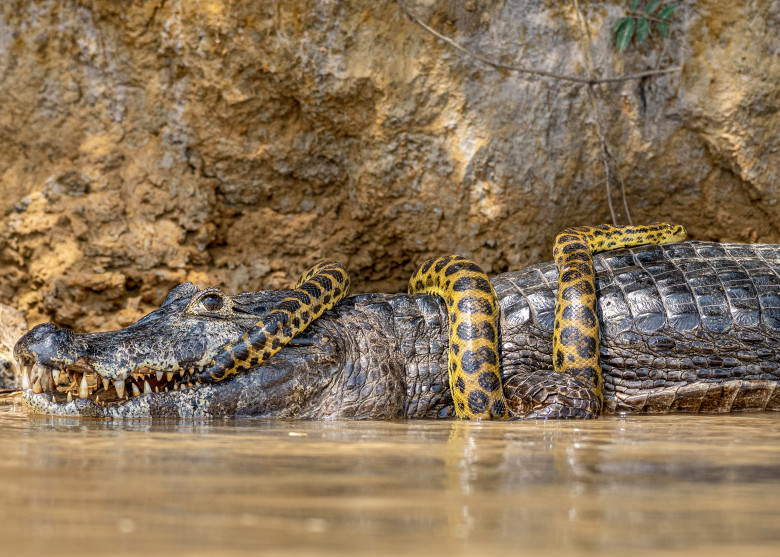 Luptă acerbă între un șarpe Boa și un crocodil/ Profimedia