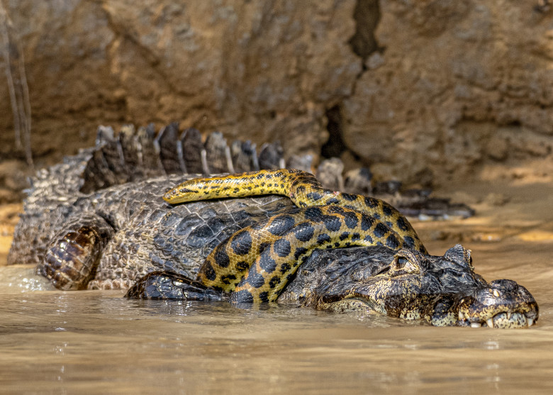 Luptă acerbă între un șarpe Boa și un crocodil/ Profimedia