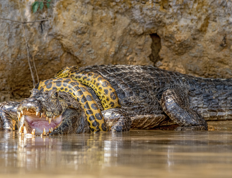 Luptă acerbă între un șarpe Boa și un crocodil/ Profimedia