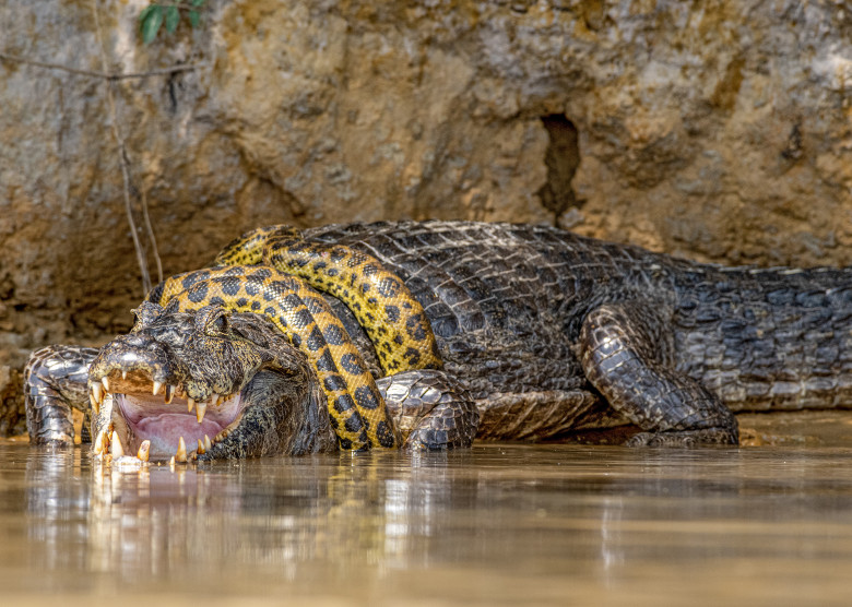 Luptă acerbă între un șarpe Boa și un crocodil/ Profimedia