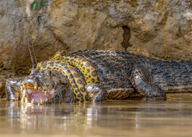 Luptă acerbă între un șarpe Boa și un crocodil/ Profimedia