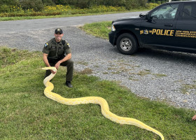 Un piton de aproape 4 metri, confiscat de polițiștii din New York/ Foto: Facebook