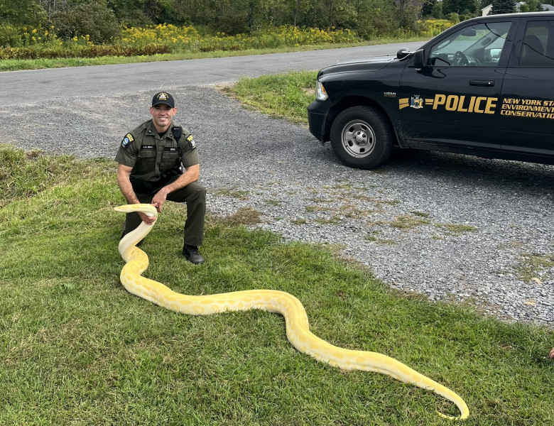 Un piton de aproape 4 metri, confiscat de polițiștii din New York/ Foto: Facebook