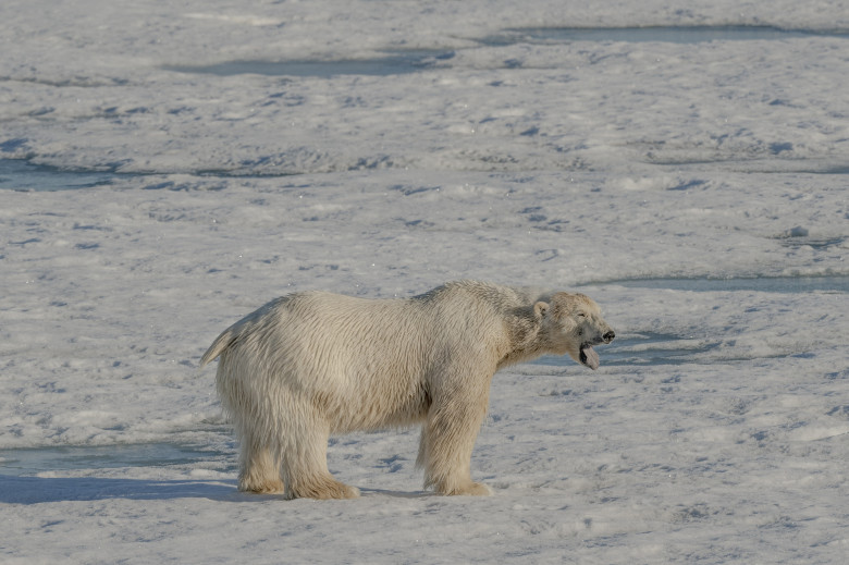 Animalele din Arctica sunt pe cale de dispariție/ Profimedia