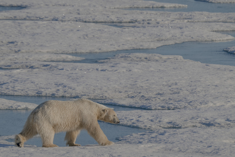 Animalele din Arctica sunt pe cale de dispariție/ Profimedia