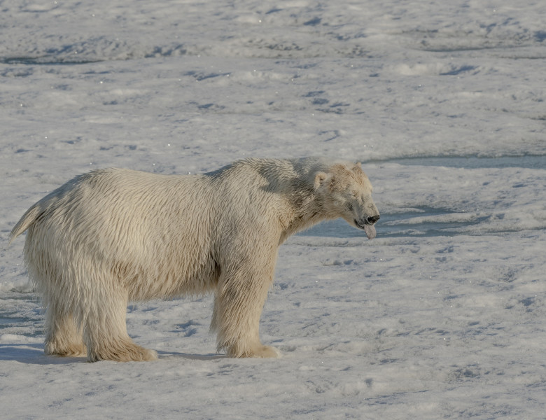 Animalele din Arctica sunt pe cale de dispariție/ Profimedia