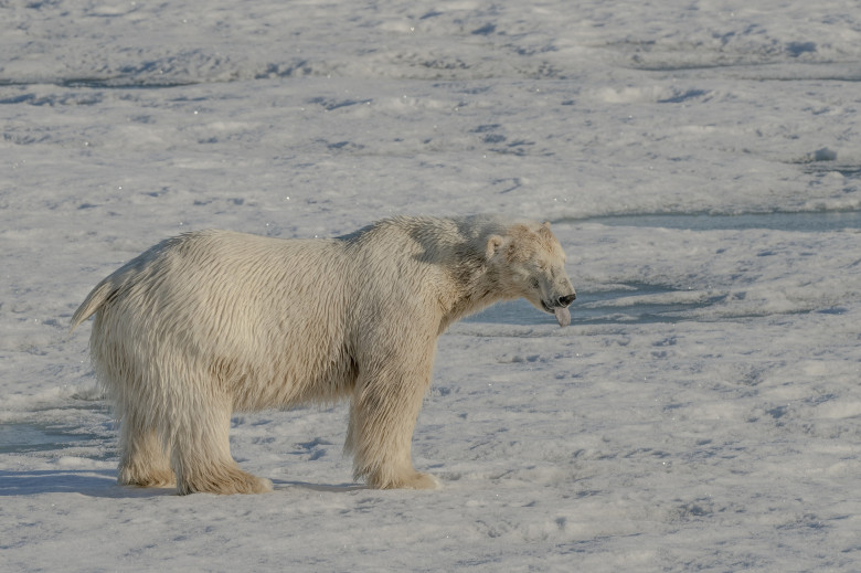 Animalele din Arctica sunt pe cale de dispariție/ Profimedia