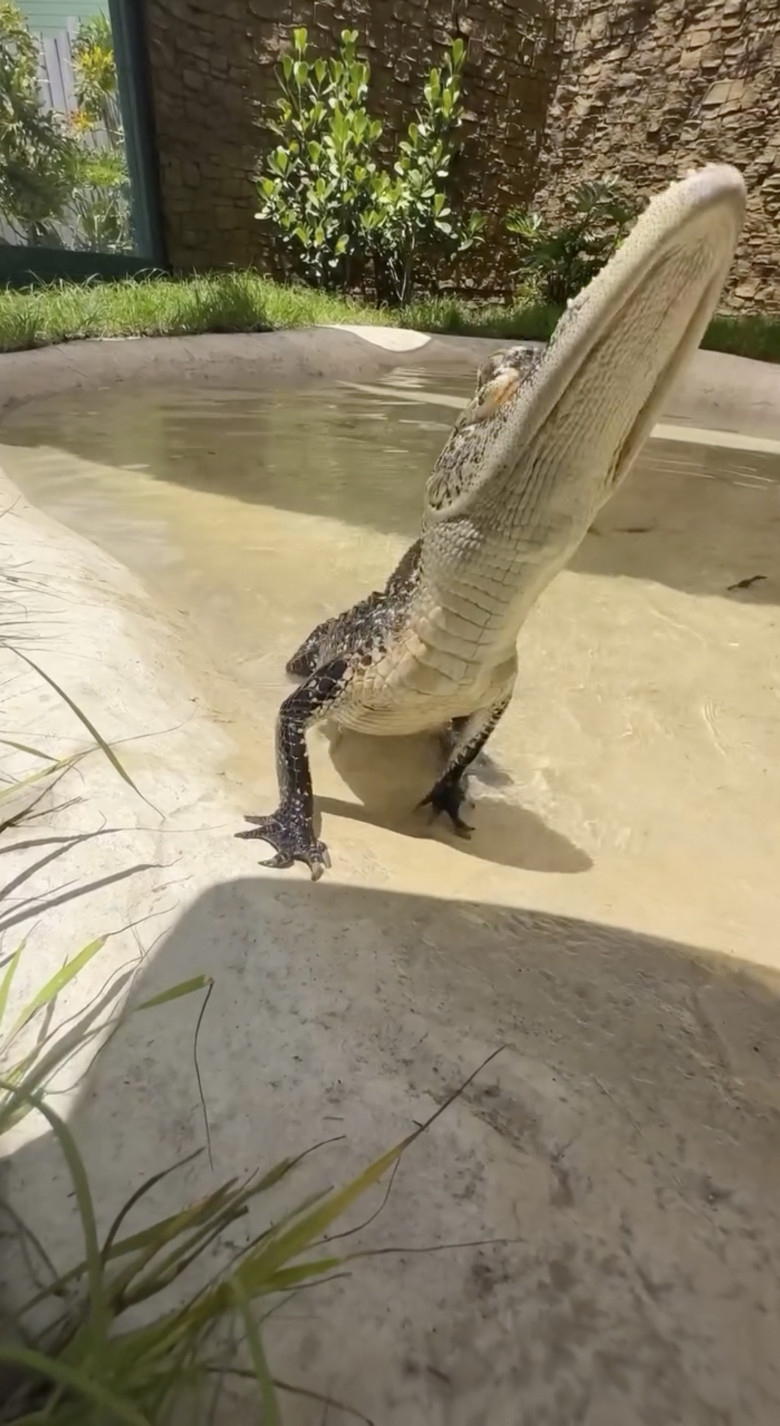 Aligatorul cu jumătate din gură, cel mai faimos animal din lume/ Profimedia