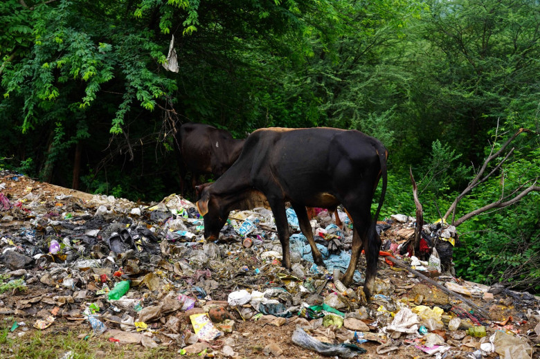 Vacile din India mănâncă pungi de plastic în loc de furaje și fân/ Profimedia