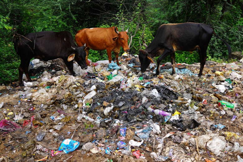 Vacile din India mănâncă pungi de plastic în loc de furaje și fân/ Profimedia