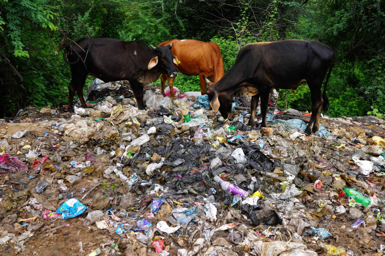 Vacile din India mănâncă pungi de plastic în loc de furaje și fân/ Profimedia