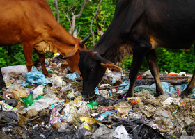 Vacile din India mănâncă pungi de plastic în loc de furaje și fân/ Profimedia