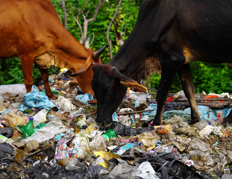 Vacile din India mănâncă pungi de plastic în loc de furaje și fân/ Profimedia