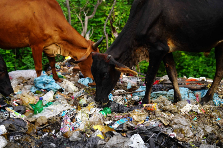 Vacile din India mănâncă pungi de plastic în loc de furaje și fân/ Profimedia