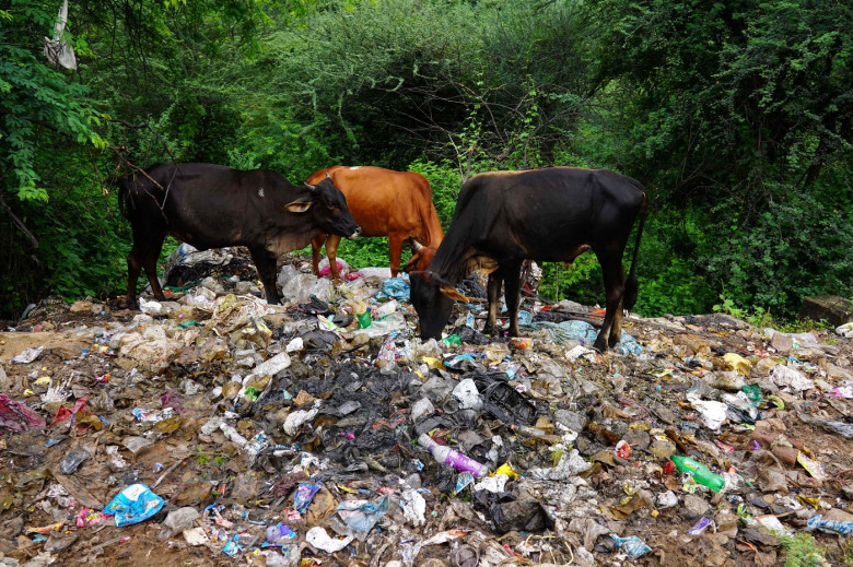 Vacile din India mănâncă pungi de plastic în loc de furaje și fân/ Profimedia