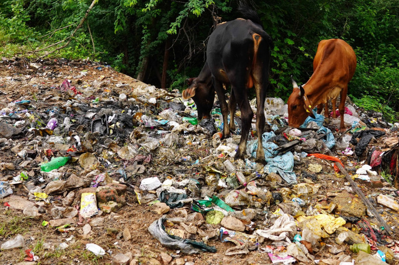 Vacile din India mănâncă pungi de plastic în loc de furaje și fân/ Profimedia