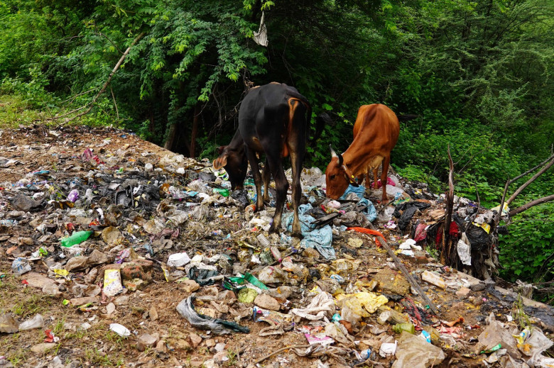 Vacile din India mănâncă pungi de plastic în loc de furaje și fân/ Profimedia