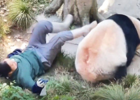 Îngrijitoarea unei grădini zoologice din China, atacată de un urs panda/ Foto: Captură video