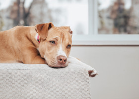 Cum îți dai seama dacă animalul tău este nefericit/ Foto: Shutterstock