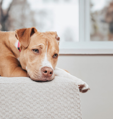 Cum îți dai seama dacă animalul tău este nefericit/ Foto: Shutterstock