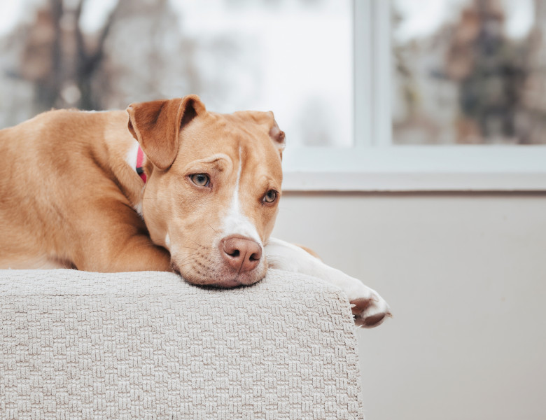 Cum îți dai seama dacă animalul tău este nefericit/ Foto: Shutterstock