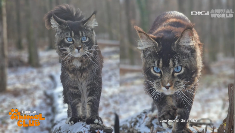 Maine Coon 3