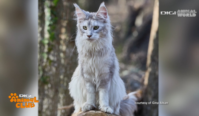 Maine Coon 9