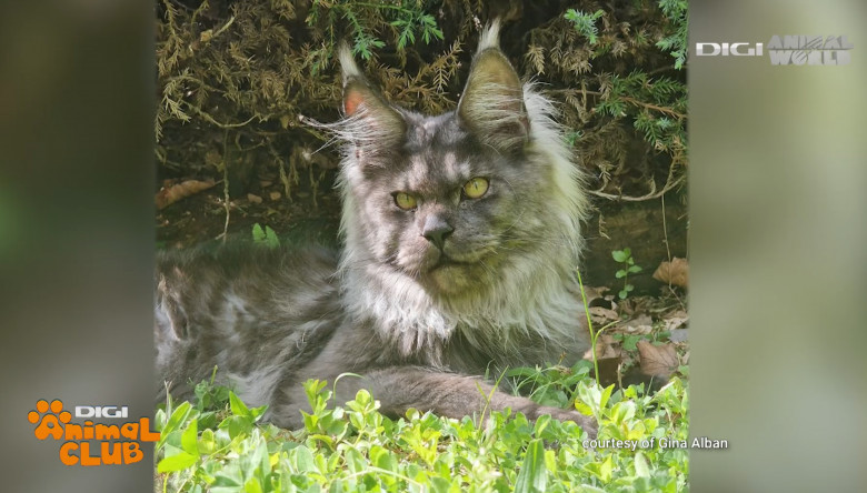 Maine Coon 19