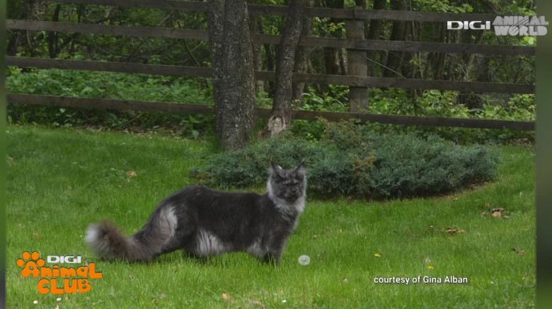 Maine Coon 17