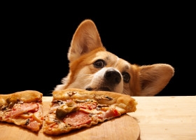 Gestul făcut de un câine pentru a-și convinge stăpânul să-i dea o felie de pizza/ Foto: Shutterstock