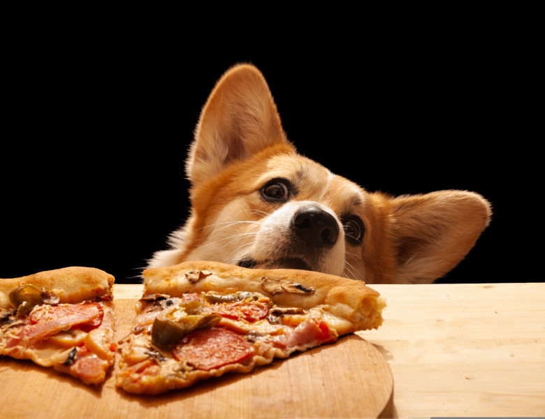 Gestul făcut de un câine pentru a-și convinge stăpânul să-i dea o felie de pizza/ Foto: Shutterstock