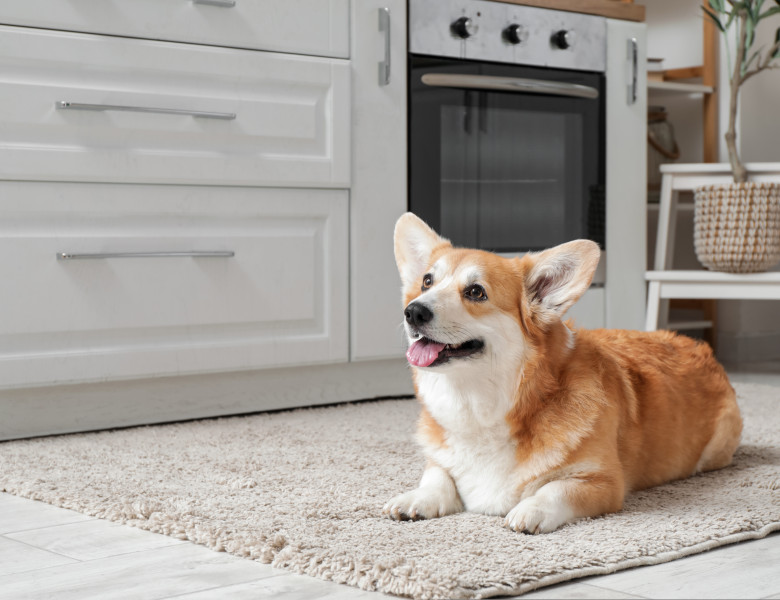 Câine corgi/ Shutterstock