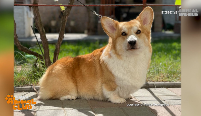 DAC CORGI 6