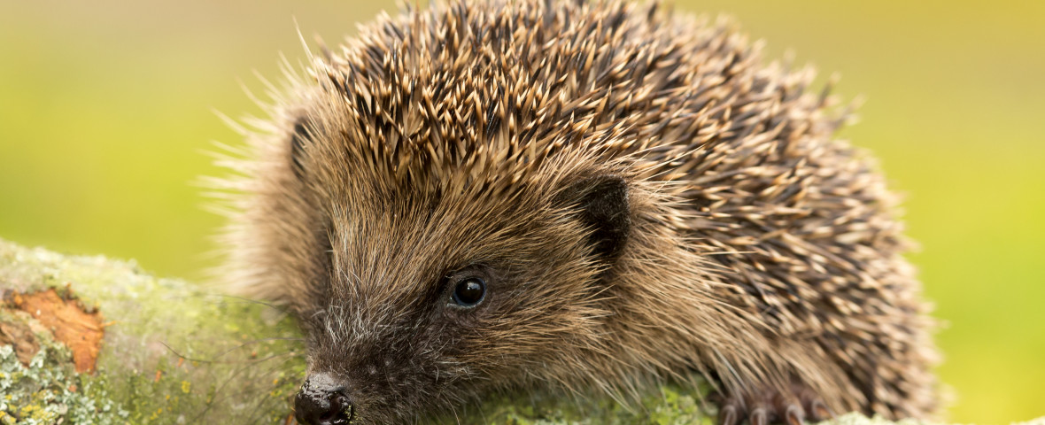 Hedgehog,(scientific,Name:,Erinaceus,Europaeus).,Wild,,Native,,European,Hedgehog,In