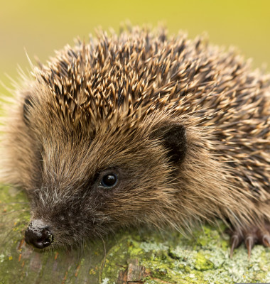 Hedgehog,(scientific,Name:,Erinaceus,Europaeus).,Wild,,Native,,European,Hedgehog,In