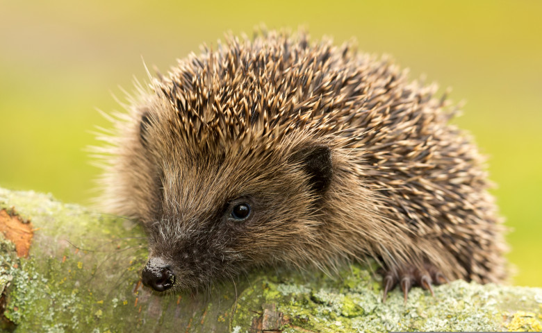 Hedgehog,(scientific,Name:,Erinaceus,Europaeus).,Wild,,Native,,European,Hedgehog,In