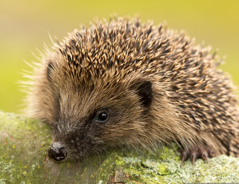 Hedgehog,(scientific,Name:,Erinaceus,Europaeus).,Wild,,Native,,European,Hedgehog,In