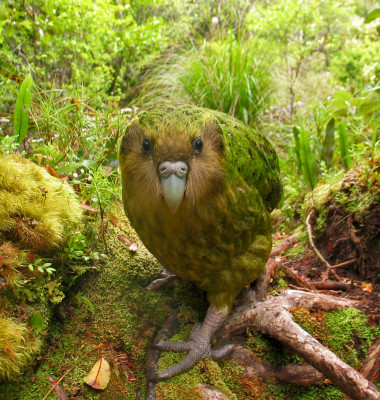 Kākāpō/ Profimedia