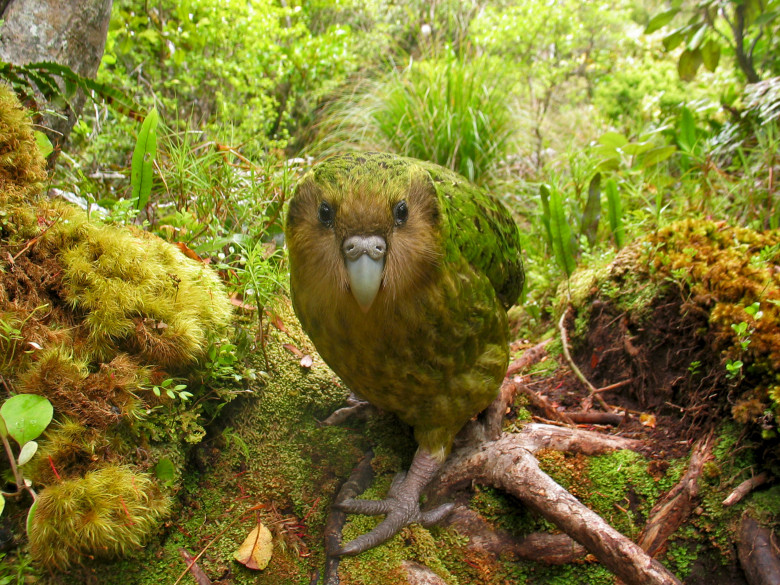 Kākāpō/ Profimedia